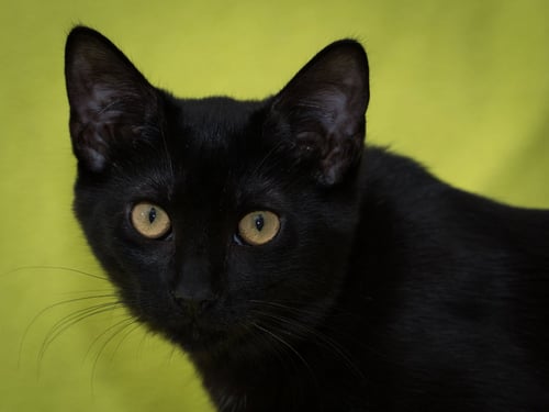 FREYA - Domestic Short Hair available for adoption