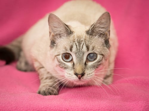 ASIA - Domestic Short Hair for adoption in Deltona