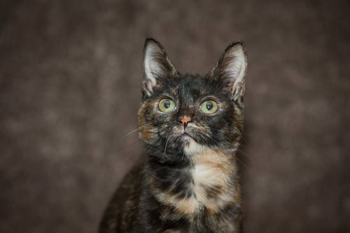SCALLOP - Domestic Short Hair for adoption in Deltona