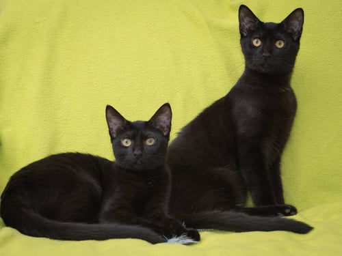 HAMLIN - Domestic Short Hair available for adoption