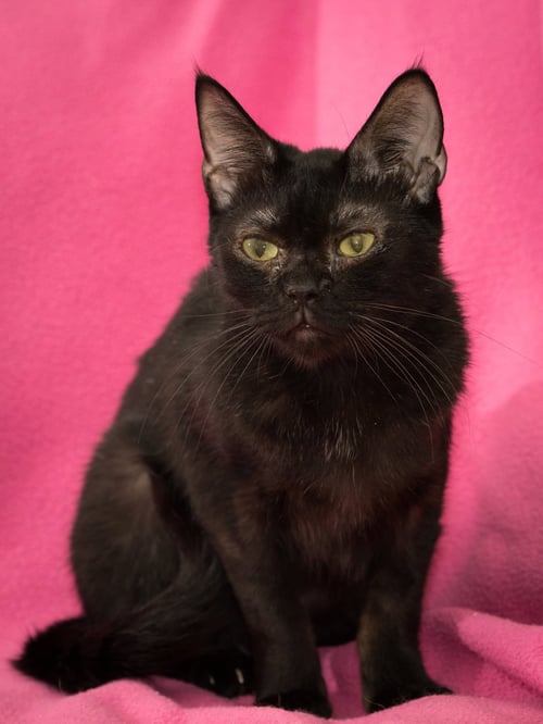TIM - Domestic Short Hair for adoption in Deltona
