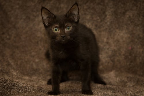 TIM - Domestic Short Hair available for adoption