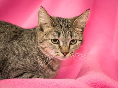 IRMA - Domestic Short Hair available for adoption