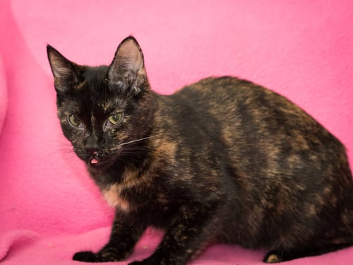 TUTU - Domestic Short Hair available for adoption