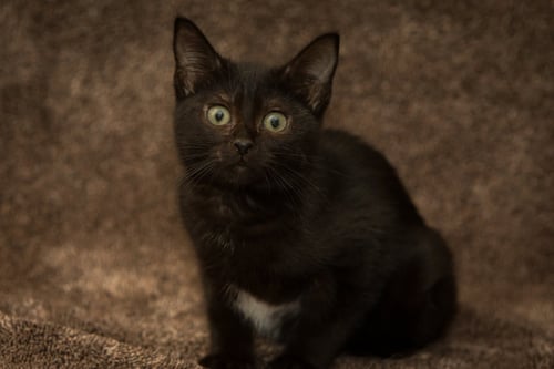 NORMA - Domestic Short Hair for adoption in Deltona