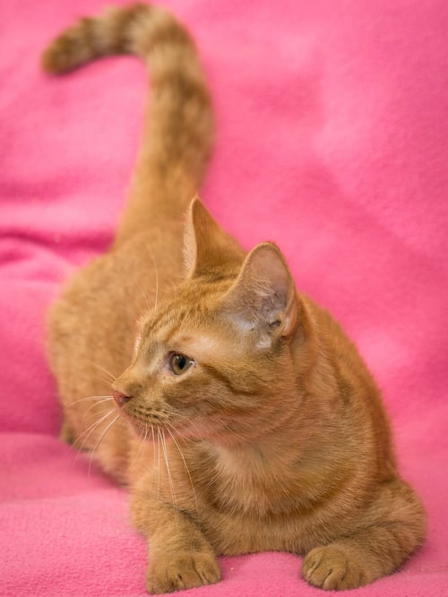NUGGET - Domestic Short Hair available for adoption