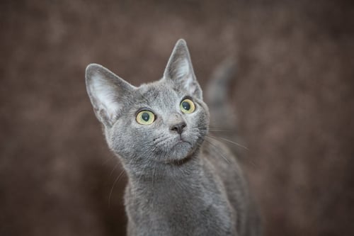 LARS - Domestic Short Hair available for adoption