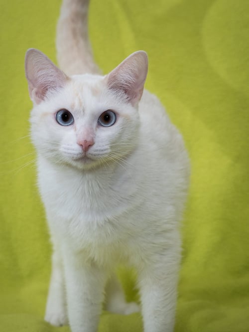 LILY - Domestic Short Hair / Siamese available for adoption