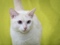 Lily - Photo 1