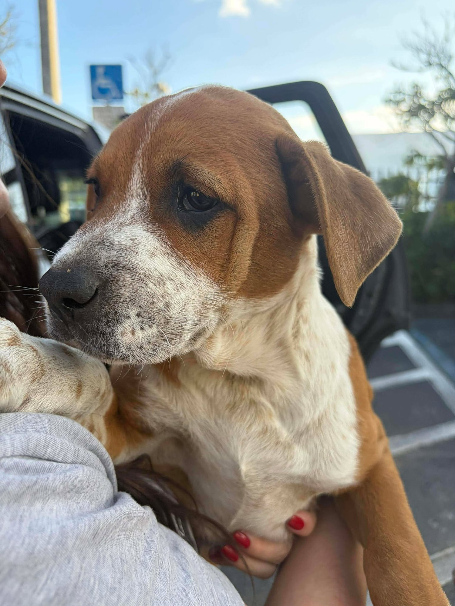 PAXTON - American Pit Bull Terrier / Terrier available for adoption