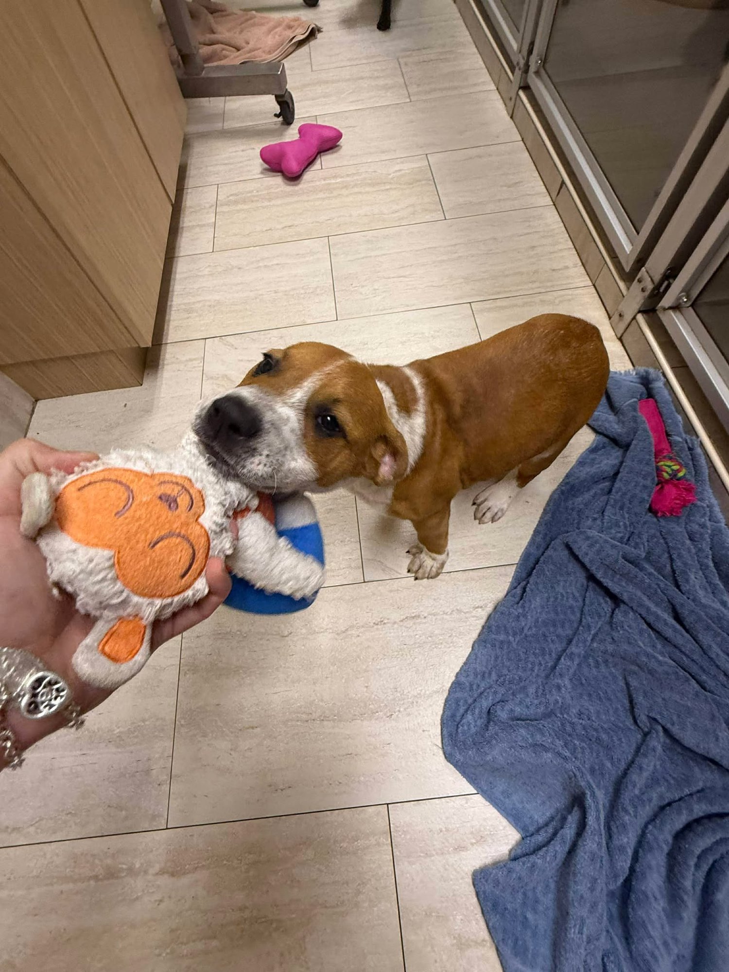 PAXTON - American Pit Bull Terrier / Terrier available for adoption