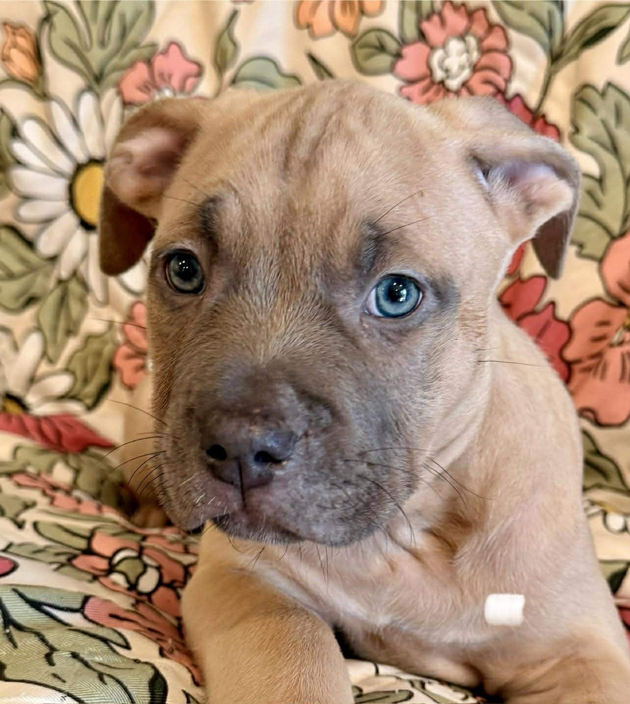 DAVITA - Mastiff / Dogue de Bordeaux available for adoption