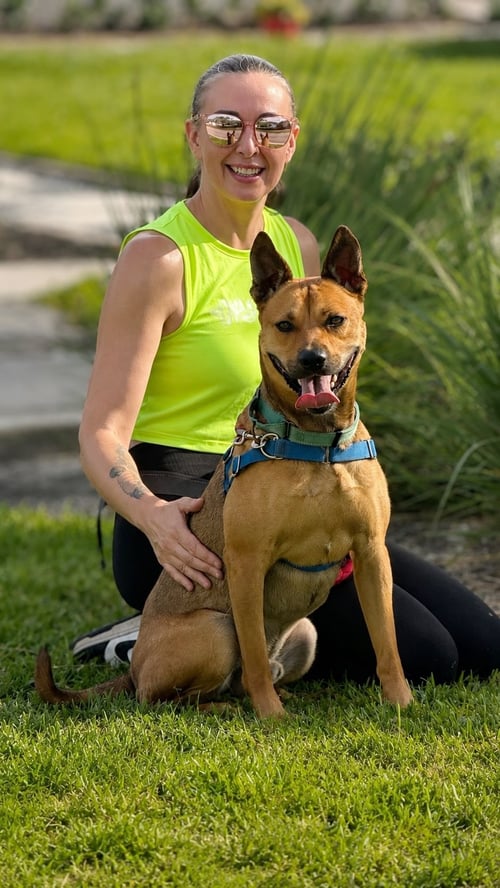 CHARLIE - Labrador Retriever available for adoption
