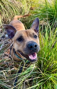 Charlie - Photo 2