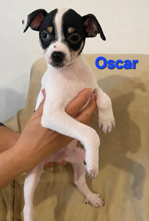 TIFFANY PUP -OSCAR - Jack Russell Terrier / Chihuahua available for adoption