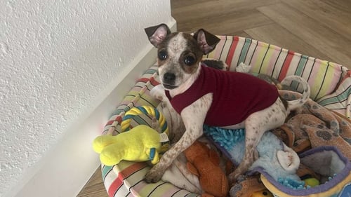 POKA - Chihuahua available for adoption