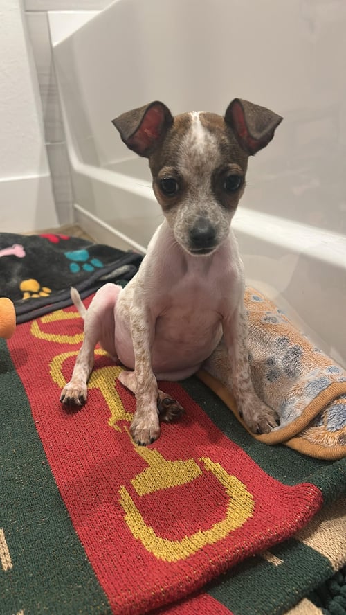 POKA - Chihuahua available for adoption