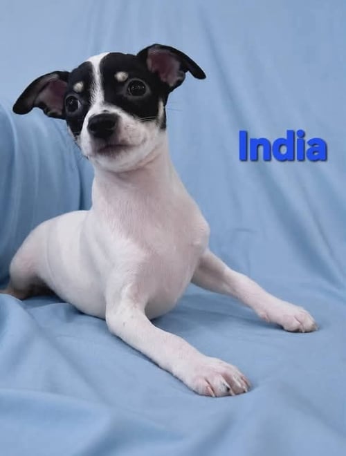 TIFFANY PUP -INDIA - Chihuahua / Jack Russell Terrier available for adoption