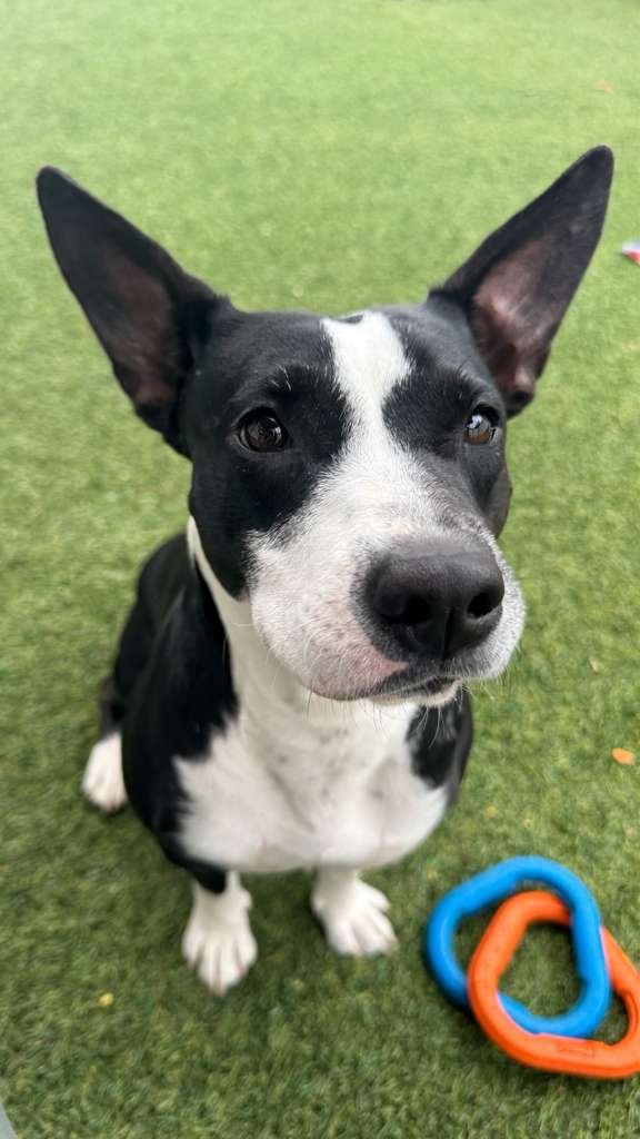 NOVA - Pointer / Terrier available for adoption