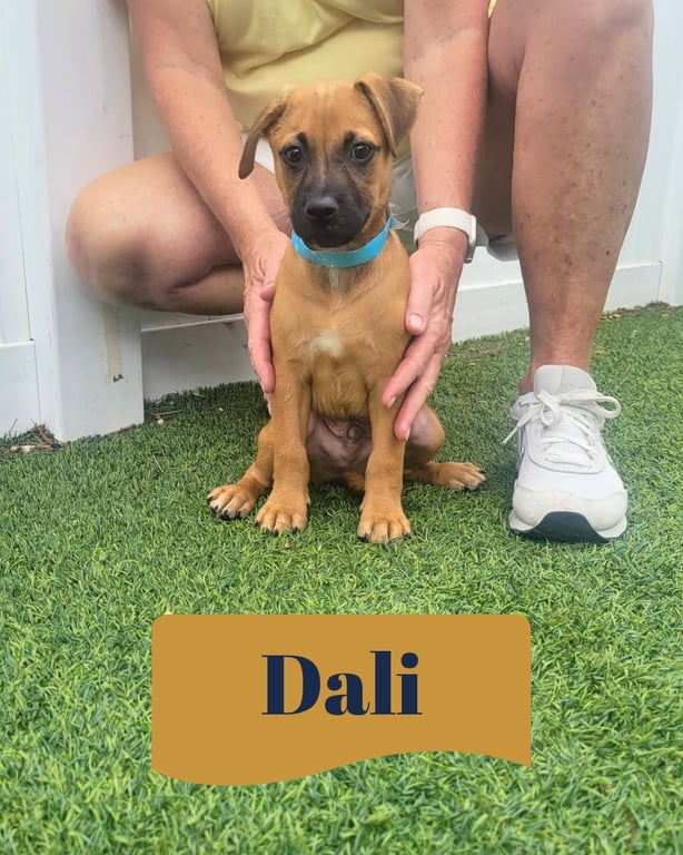 Isabella Pup - Dali Image