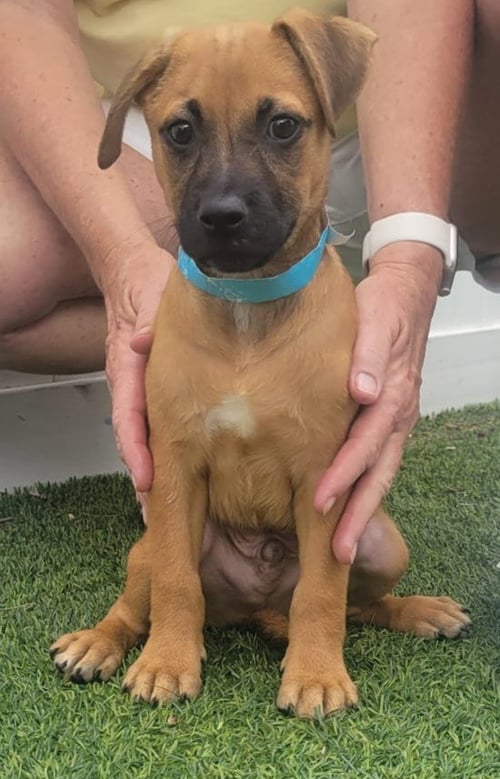 ISABELLA PUP - DALI - Dachshund / Labrador Retriever available for adoption