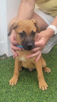 Isabella Pup - Dali - Photo 3