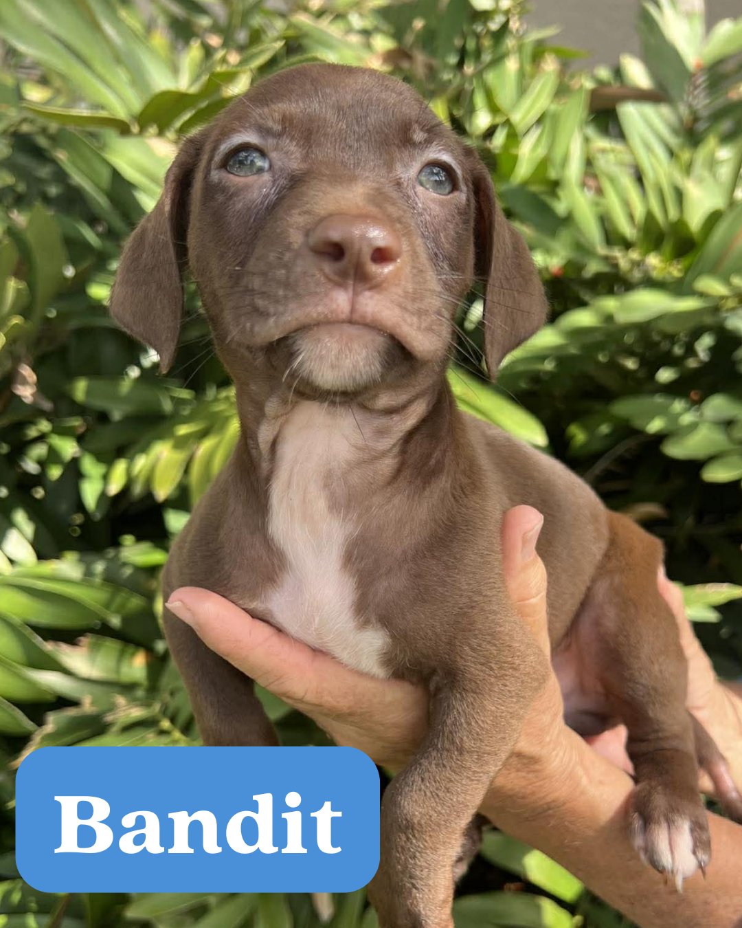 CHILLI PUP -BANDIT - Dachshund / Labrador Retriever available for adoption