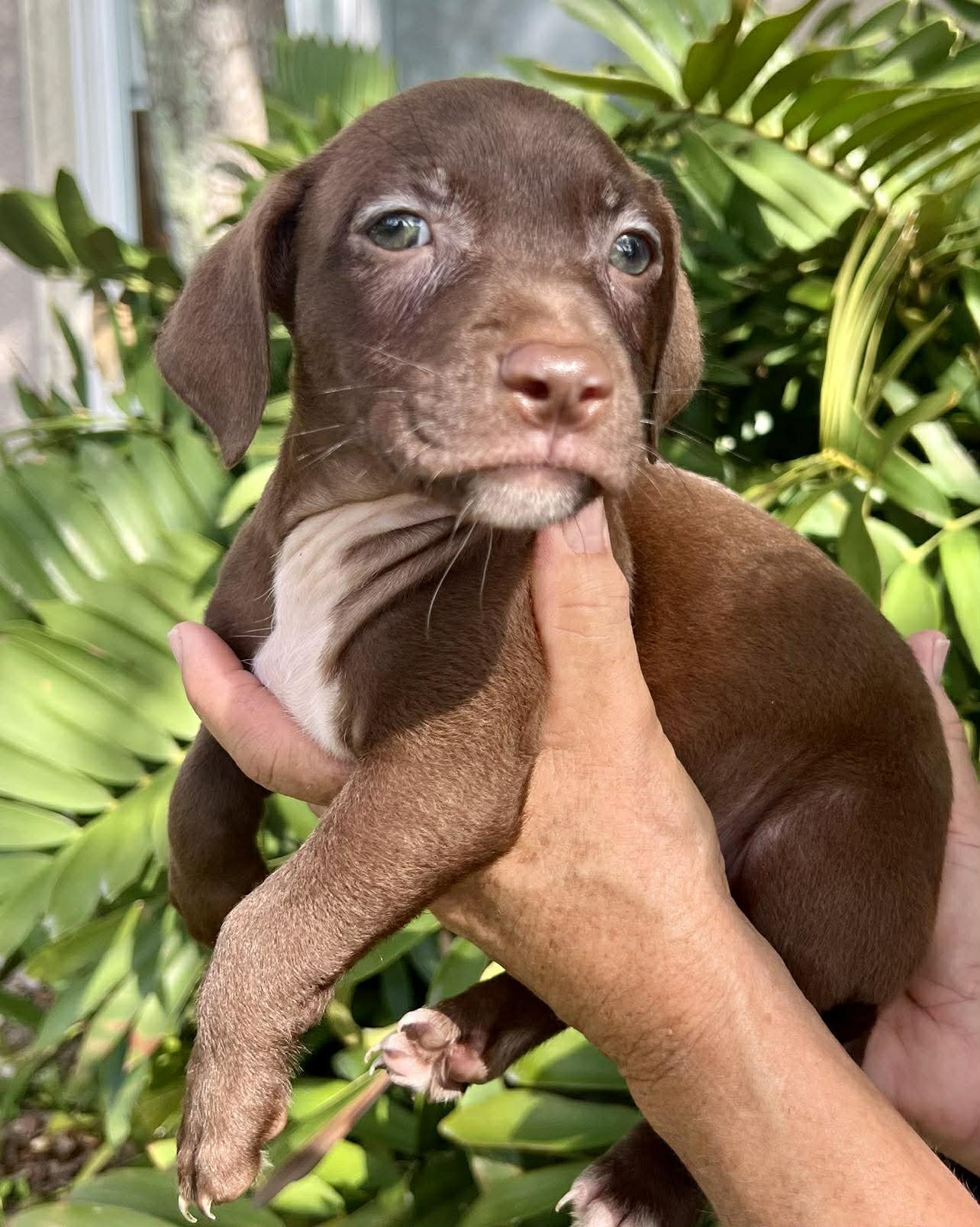 CHILLI PUP -BANDIT - Dachshund / Labrador Retriever available for adoption