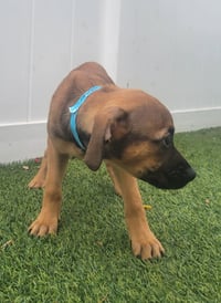 Isabella Pup - Carmen - Photo 4