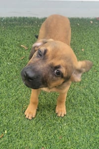 Isabella Pup - Carmen - Photo 3
