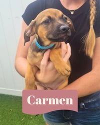 Isabella Pup - Carmen - Photo 1