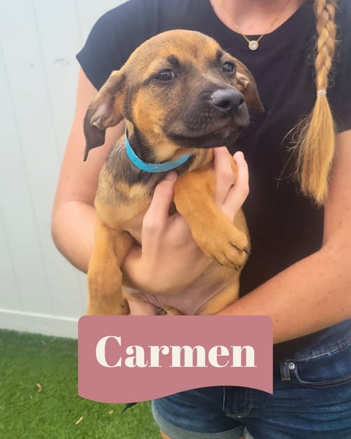 ISABELLA PUP - CARMEN - Dachshund / Labrador Retriever available for adoption