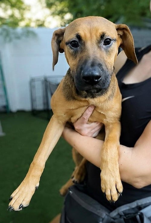 ISABELLA PUP - CARMEN - Dachshund / Labrador Retriever for adoption in Boca Raton