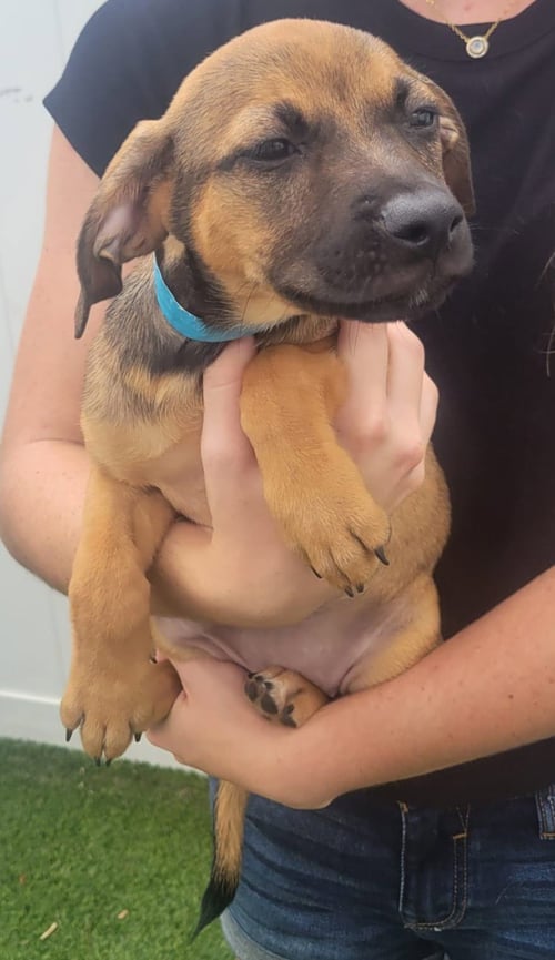 ISABELLA PUP - CARMEN - Dachshund / Labrador Retriever available for adoption