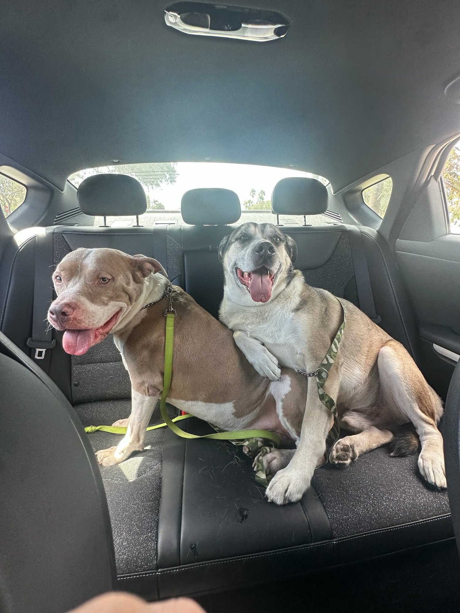 REX - Pit Bull Terrier available for adoption