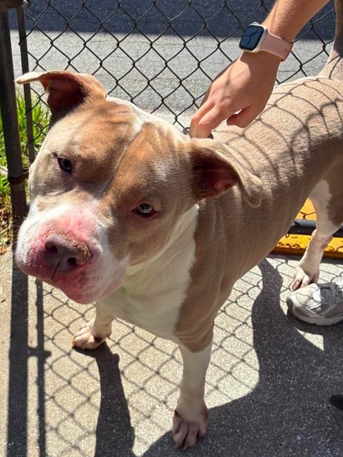 REX - Pit Bull Terrier for adoption in Boca Raton