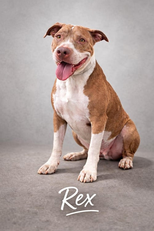 REX - Pit Bull Terrier available for adoption