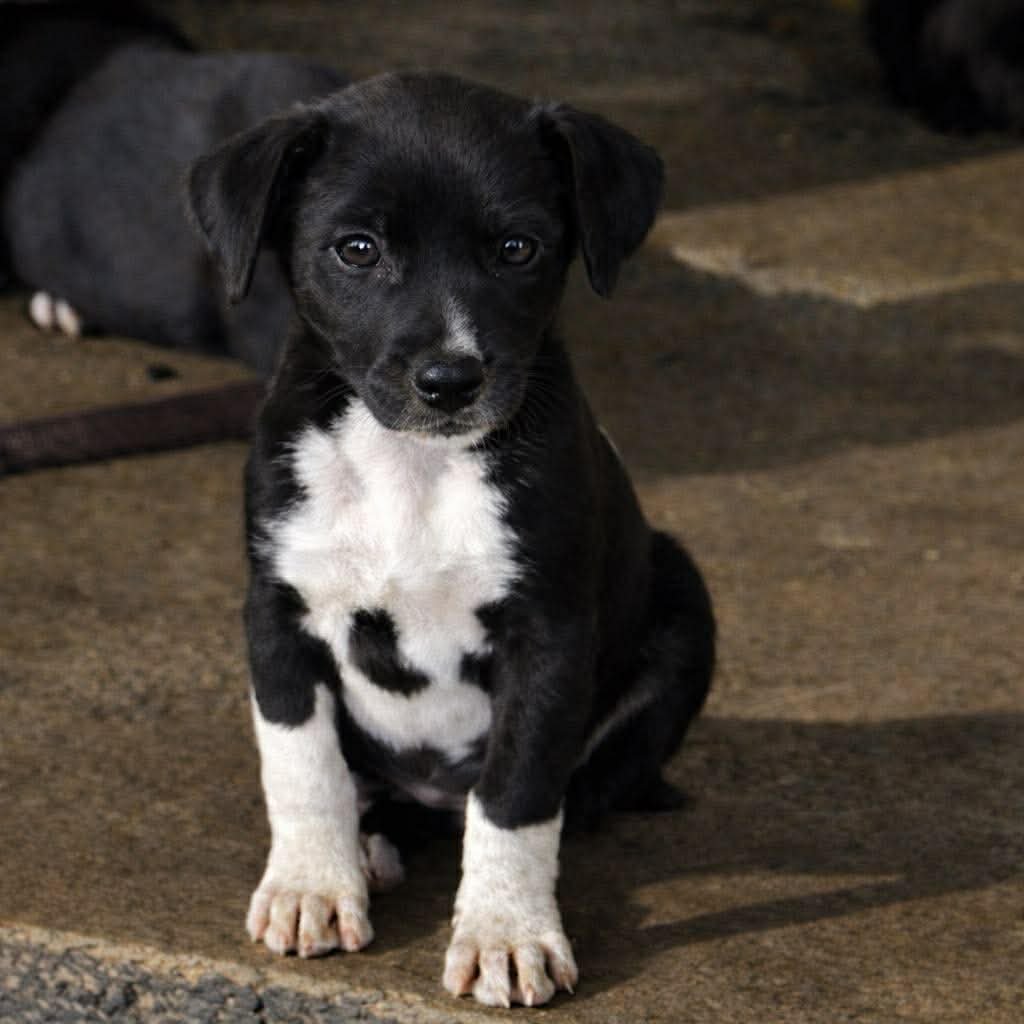 ECHO - Pointer available for adoption