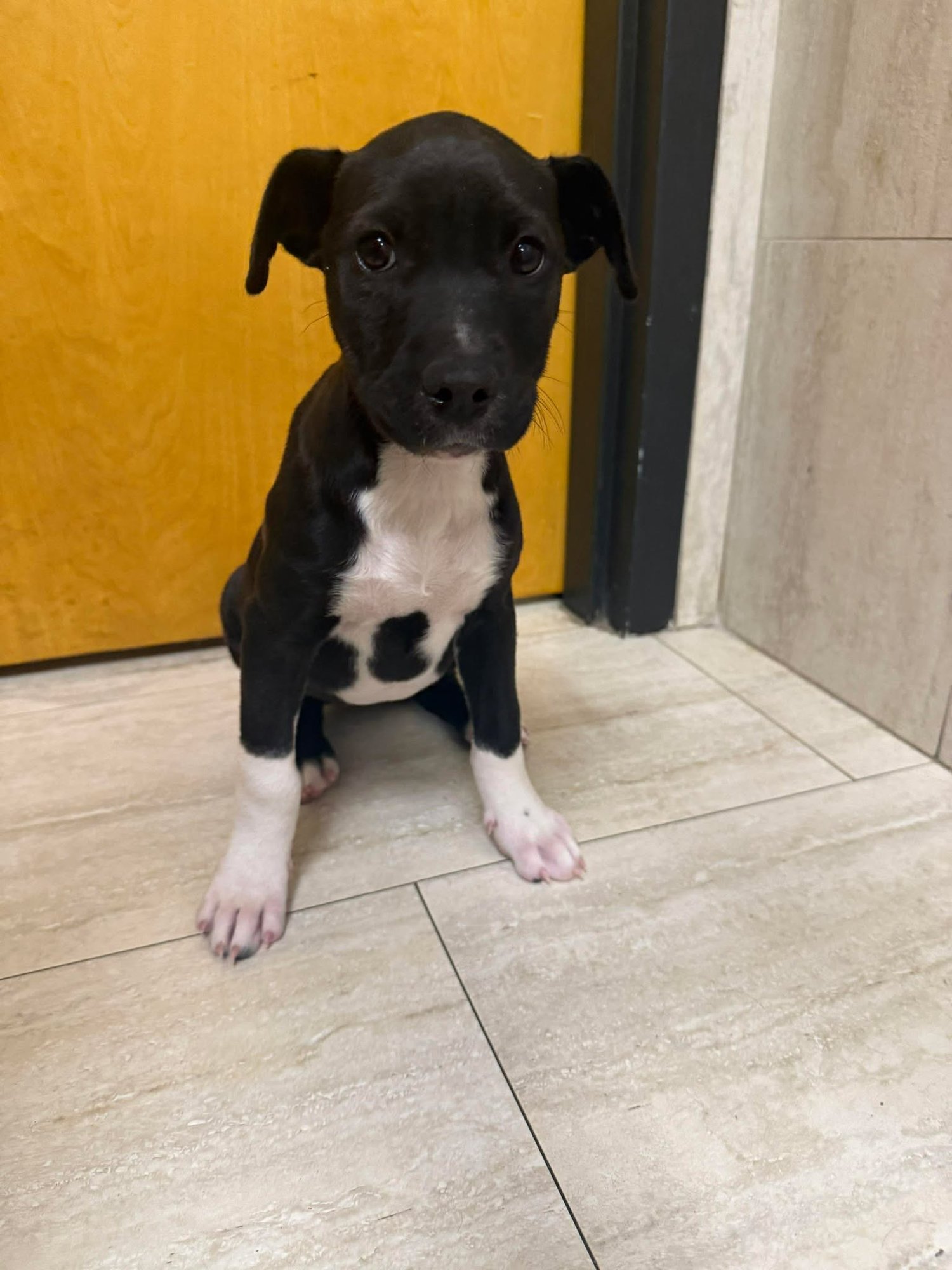 ECHO - Pointer available for adoption