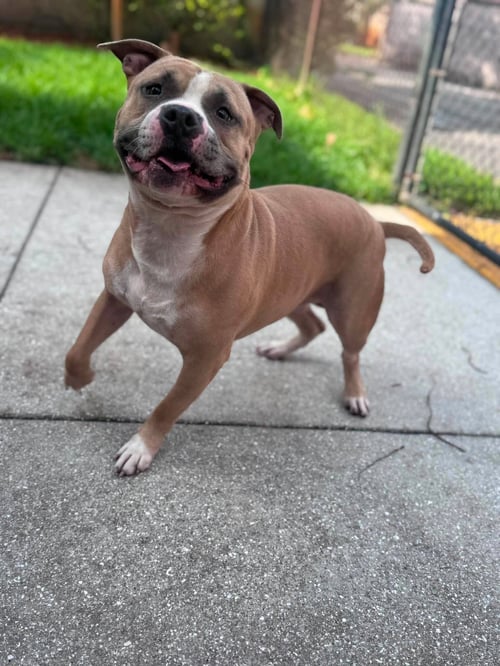 LITTO - Staffordshire Bull Terrier available for adoption