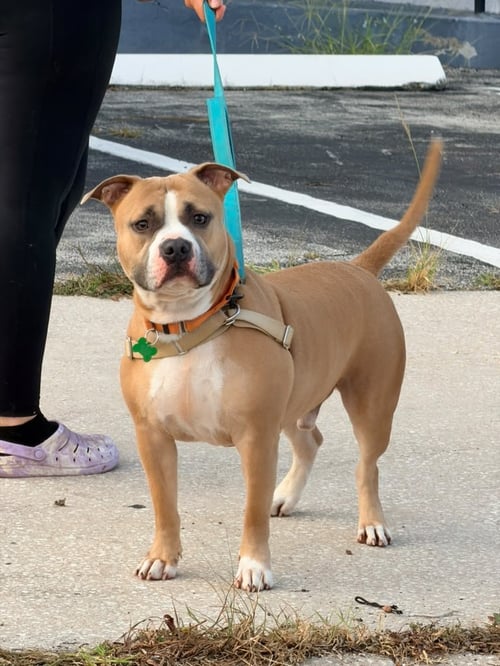 LITTO - Staffordshire Bull Terrier for adoption in Deerfield Beach