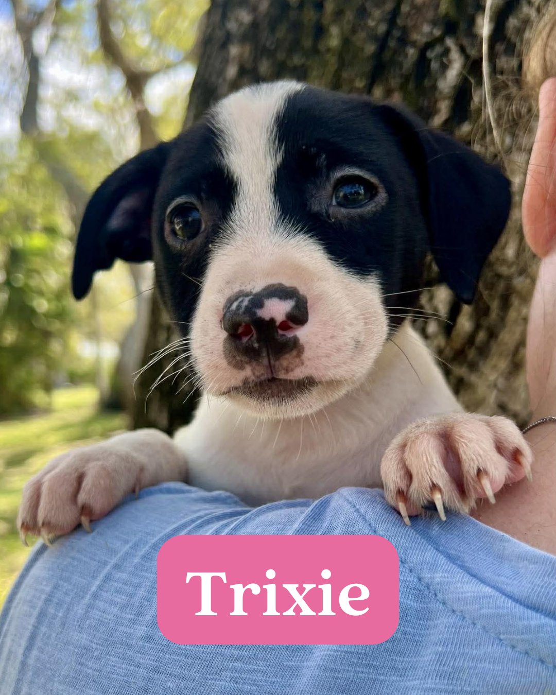 CHILLI PUP -TRIXIE - Dachshund / Labrador Retriever available for adoption