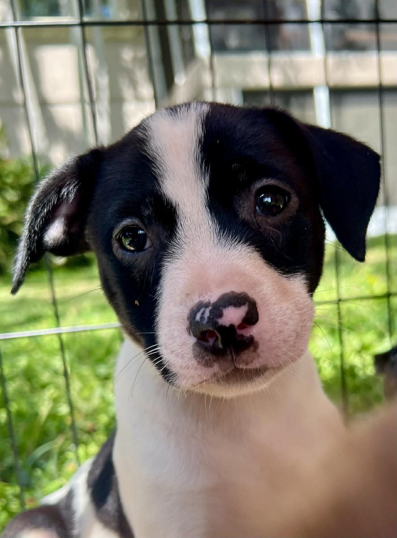 CHILLI PUP -TRIXIE - Dachshund / Labrador Retriever available for adoption