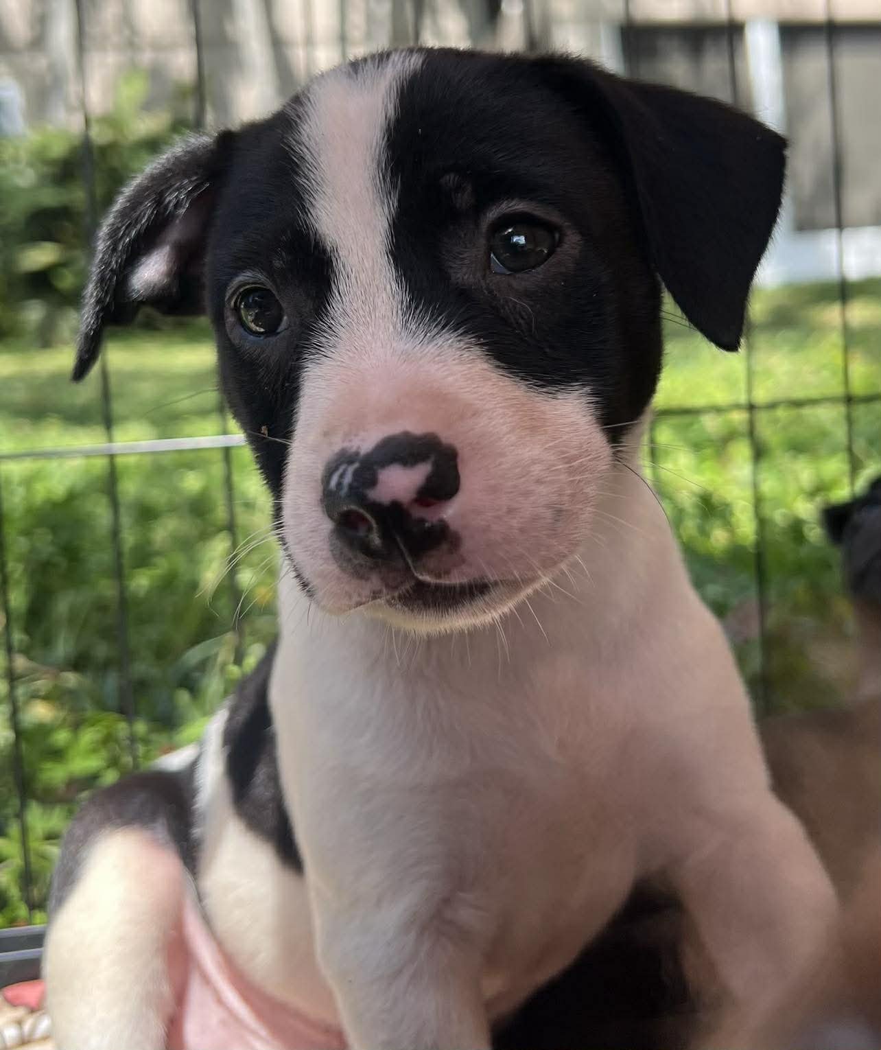 Chilli Pup -Trixie - Photo 3