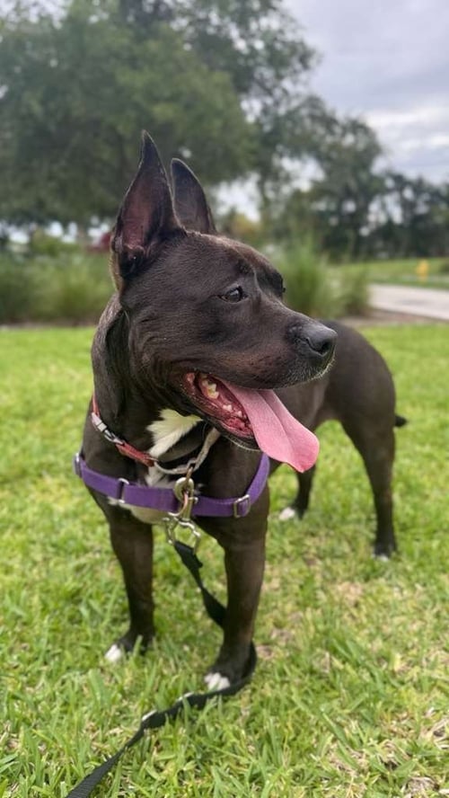 KAYLE - Pit Bull Terrier available for adoption