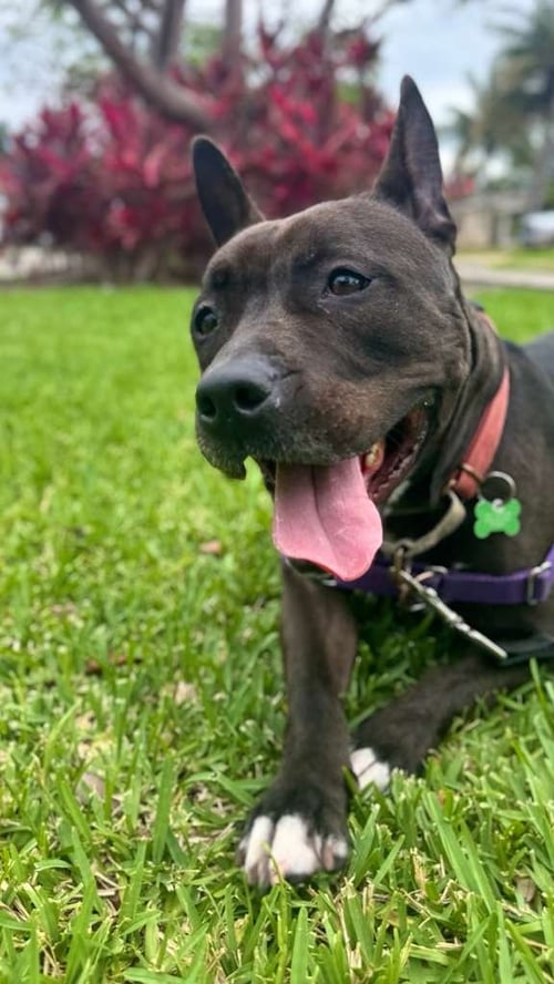 KAYLE - Pit Bull Terrier available for adoption