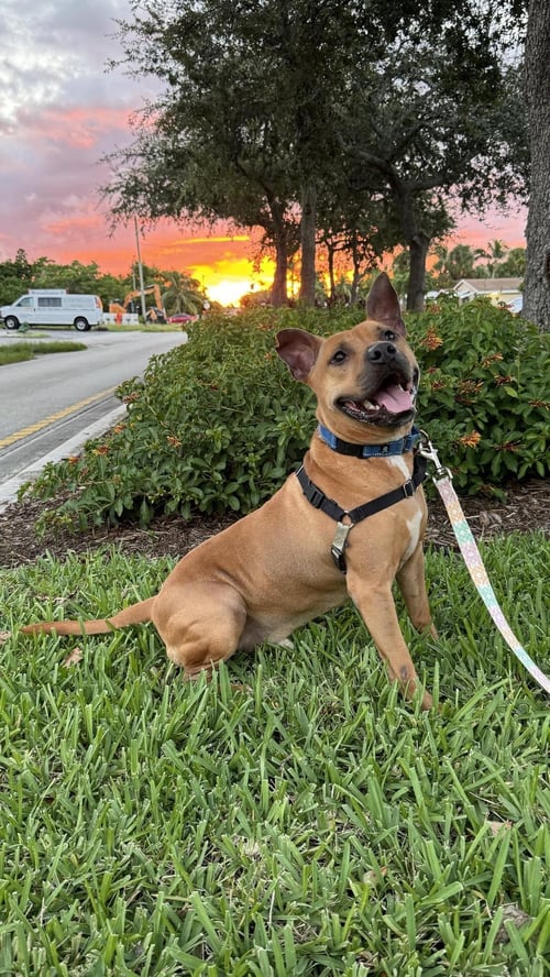 AUDIE - Pit Bull Terrier available for adoption