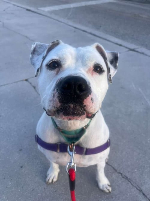 LOLA - Terrier available for adoption