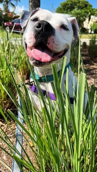 Lola - Photo 10