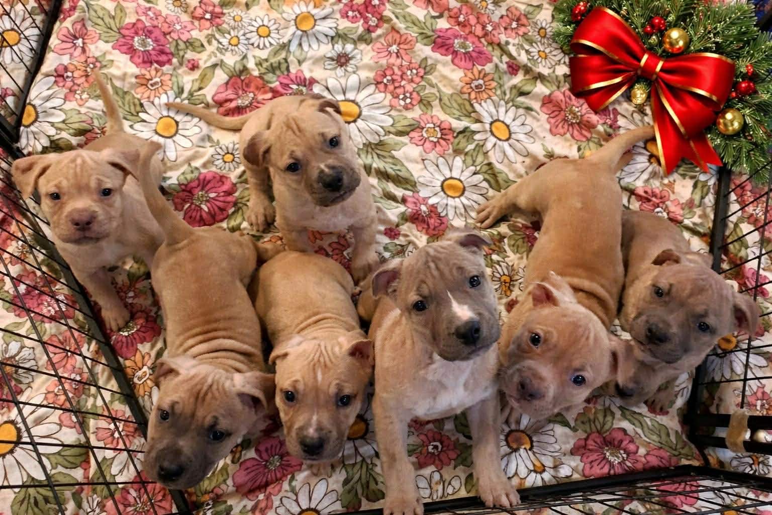 BOLT - Mastiff / Dogue de Bordeaux available for adoption